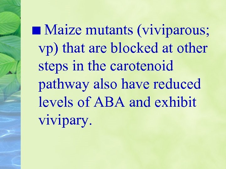 Maize mutants (viviparous; vp) that are blocked at other steps in the carotenoid pathway