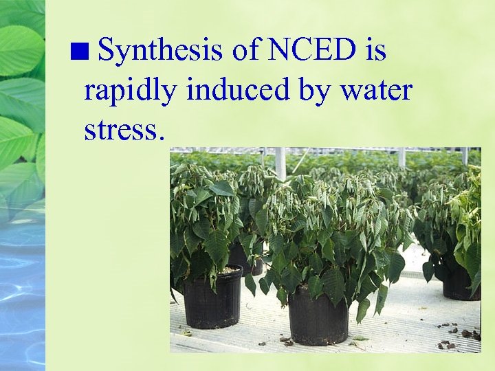 Synthesis of NCED is rapidly induced by water stress. 