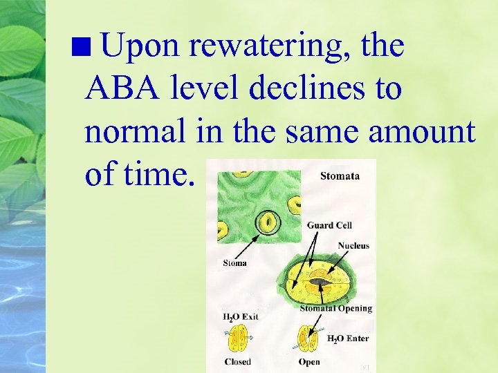 Upon rewatering, the ABA level declines to normal in the same amount of time.