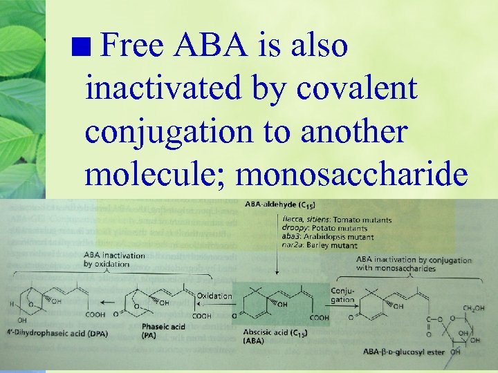 Free ABA is also inactivated by covalent conjugation to another molecule; monosaccharide 