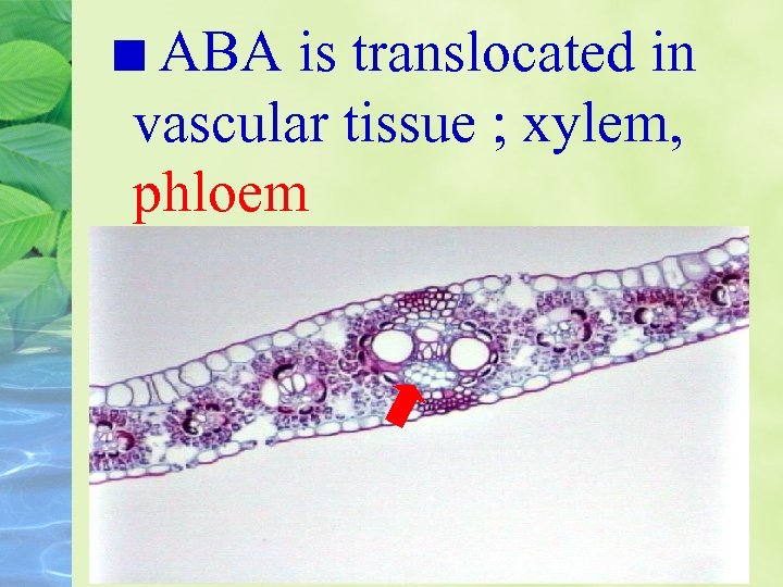 ABA is translocated in vascular tissue ; xylem, phloem 