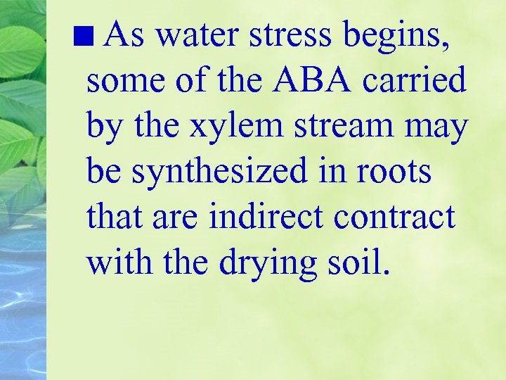 As water stress begins, some of the ABA carried by the xylem stream may