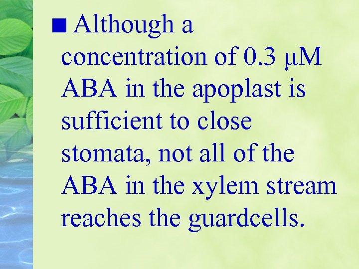 Although a concentration of 0. 3 μM ABA in the apoplast is sufficient to