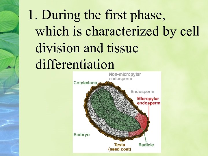 1. During the first phase, which is characterized by cell division and tissue differentiation