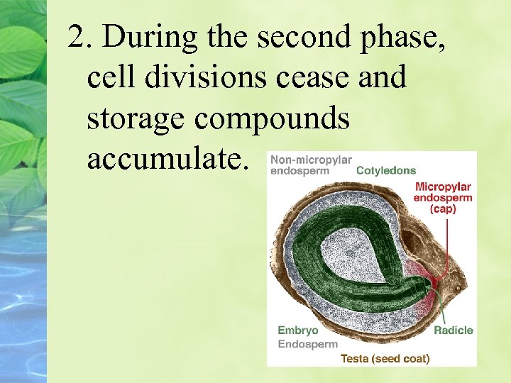 2. During the second phase, cell divisions cease and storage compounds accumulate. 