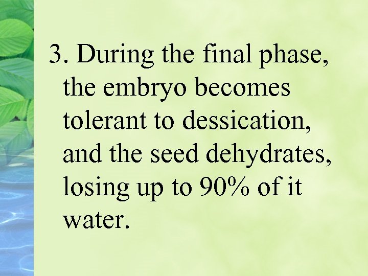 3. During the final phase, the embryo becomes tolerant to dessication, and the seed