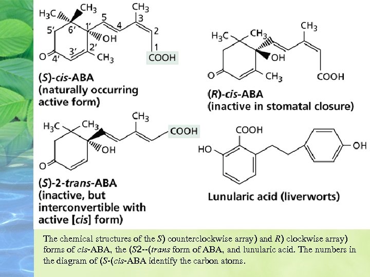 The chemical structures of the S) counterclockwise array) and R) clockwise array) forms of