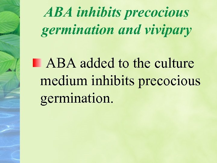 ABA inhibits precocious germination and vivipary ABA added to the culture medium inhibits precocious