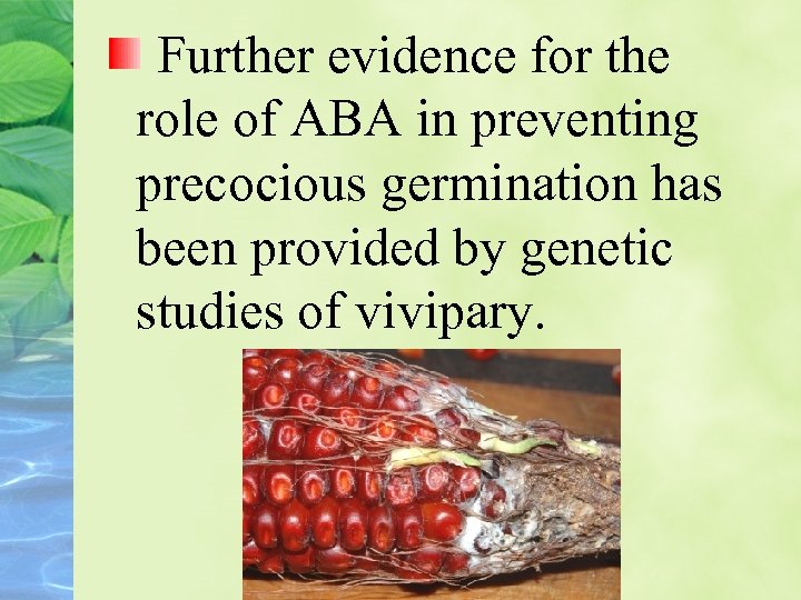 Further evidence for the role of ABA in preventing precocious germination has been provided