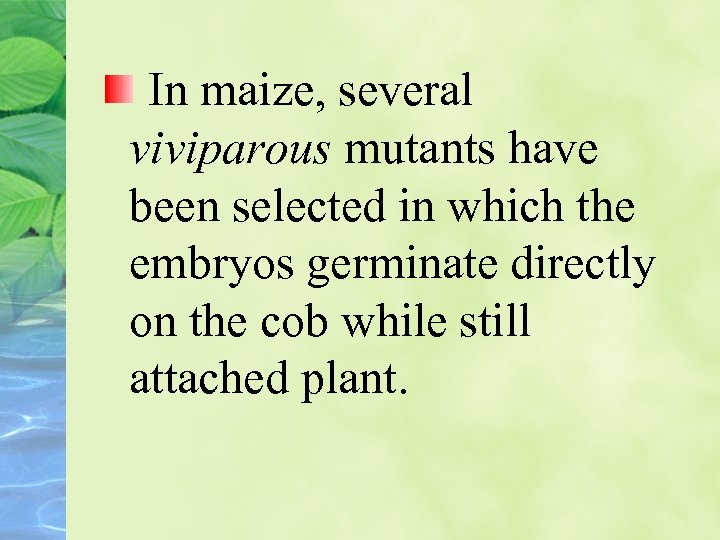 In maize, several viviparous mutants have been selected in which the embryos germinate directly