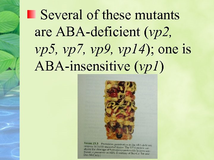 Several of these mutants are ABA-deficient (vp 2, vp 5, vp 7, vp 9,