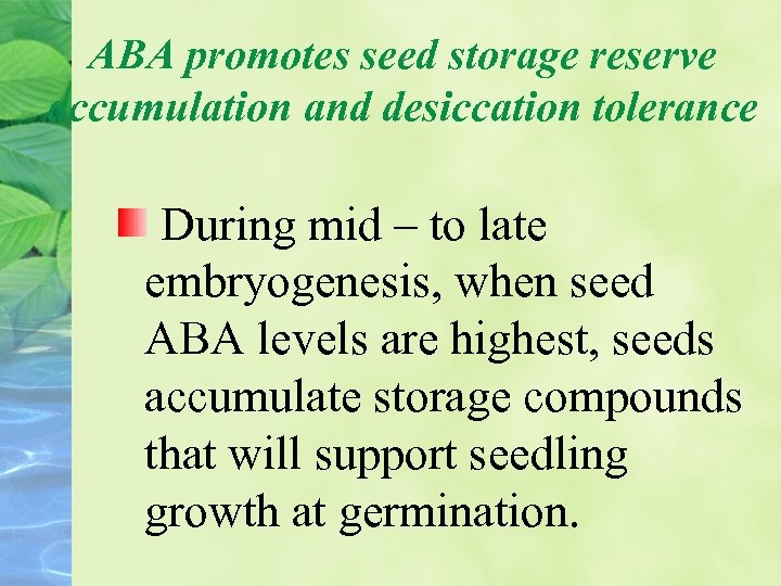 ABA promotes seed storage reserve accumulation and desiccation tolerance During mid – to late