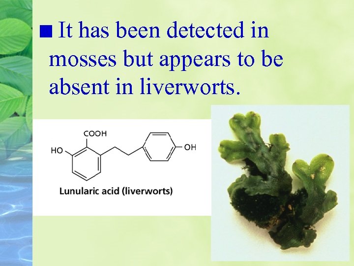 It has been detected in mosses but appears to be absent in liverworts. 