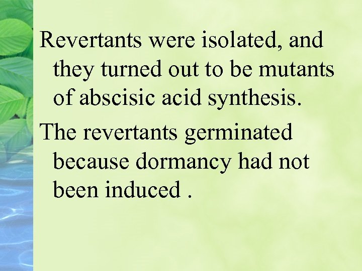 Revertants were isolated, and they turned out to be mutants of abscisic acid synthesis.