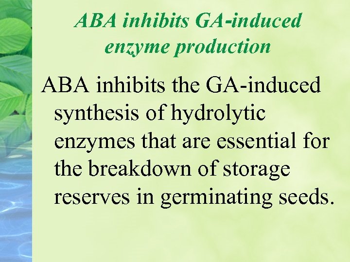 ABA inhibits GA-induced enzyme production ABA inhibits the GA-induced synthesis of hydrolytic enzymes that