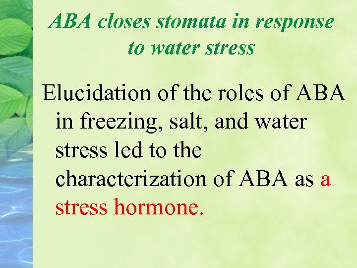 ABA closes stomata in response to water stress Elucidation of the roles of ABA