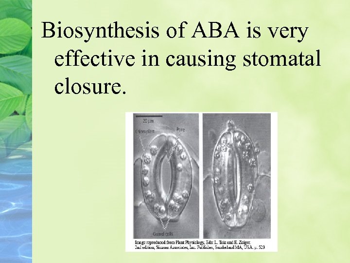 Biosynthesis of ABA is very effective in causing stomatal closure. 