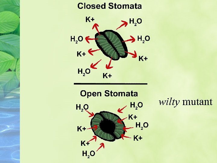 wilty mutant 