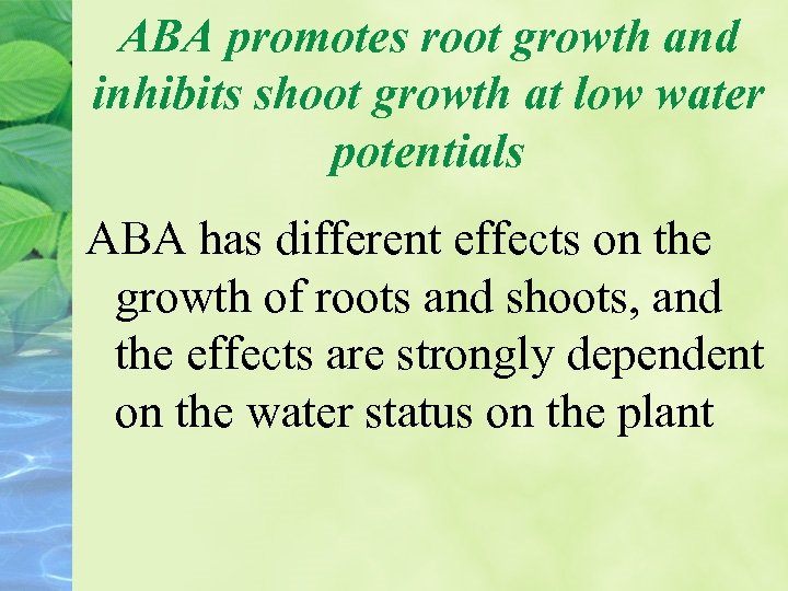 ABA promotes root growth and inhibits shoot growth at low water potentials ABA has