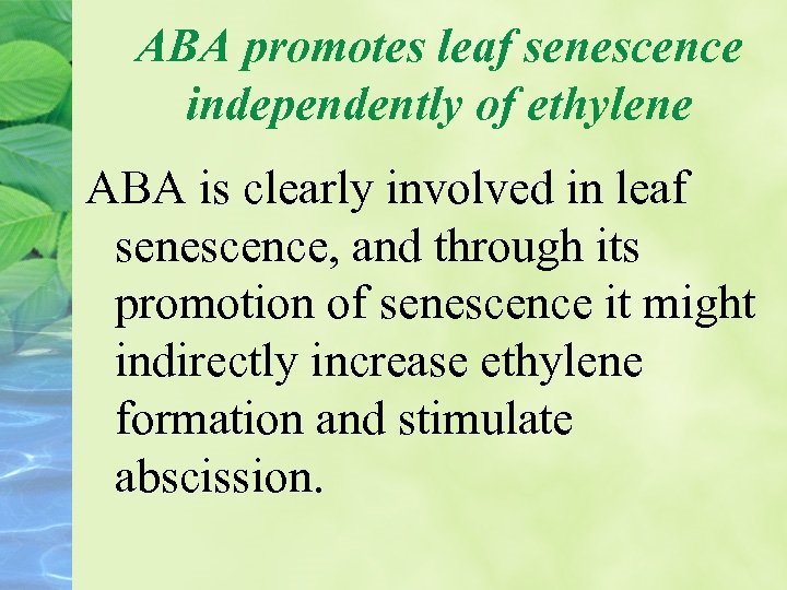 ABA promotes leaf senescence independently of ethylene ABA is clearly involved in leaf senescence,