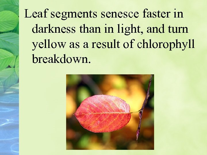 Leaf segments senesce faster in darkness than in light, and turn yellow as a