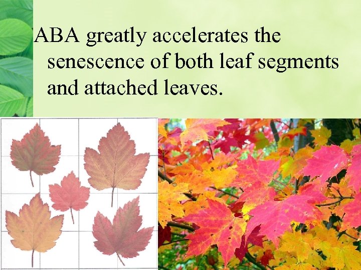 ABA greatly accelerates the senescence of both leaf segments and attached leaves. 