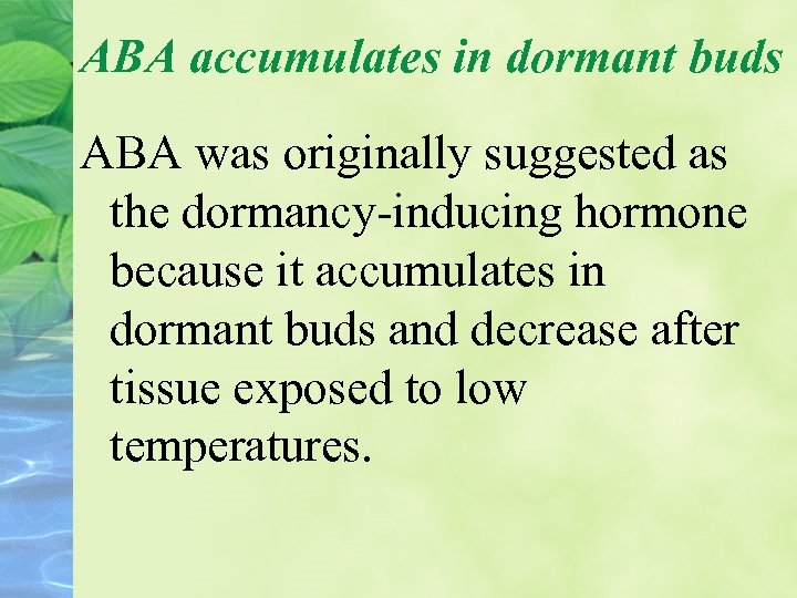 ABA accumulates in dormant buds ABA was originally suggested as the dormancy-inducing hormone because