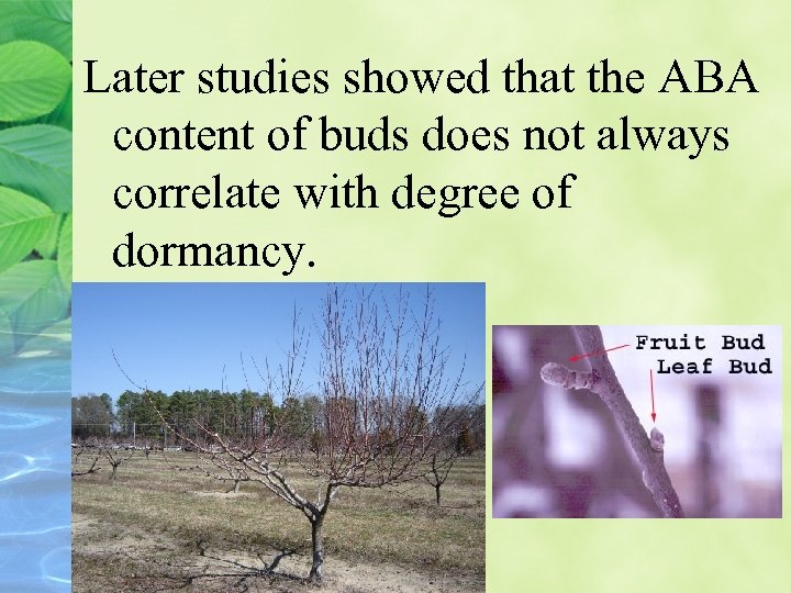 Later studies showed that the ABA content of buds does not always correlate with