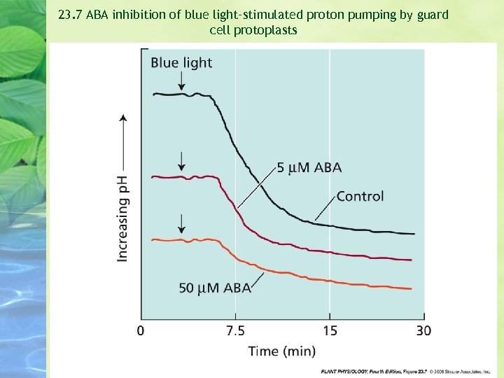 23. 7 ABA inhibition of blue light–stimulated proton pumping by guard cell protoplasts 