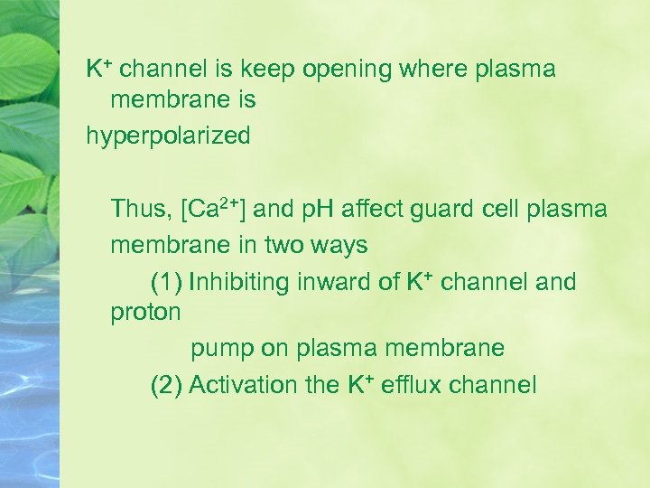 K+ channel is keep opening where plasma membrane is hyperpolarized Thus, [Ca 2+] and