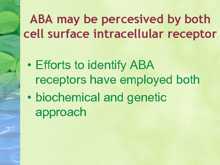 ABA may be percesived by both cell surface intracellular receptor • Efforts to identify