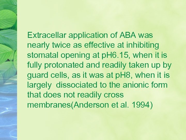 Extracellar application of ABA was nearly twice as effective at inhibiting stomatal opening at