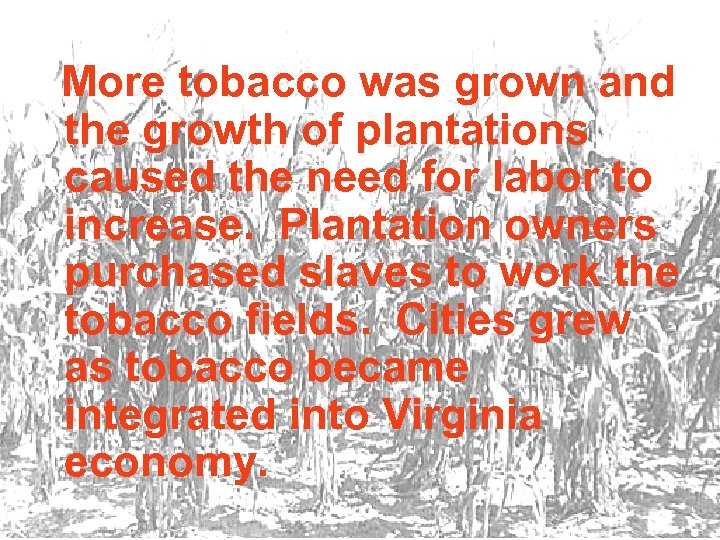 More tobacco was grown and the growth of plantations caused the need for labor