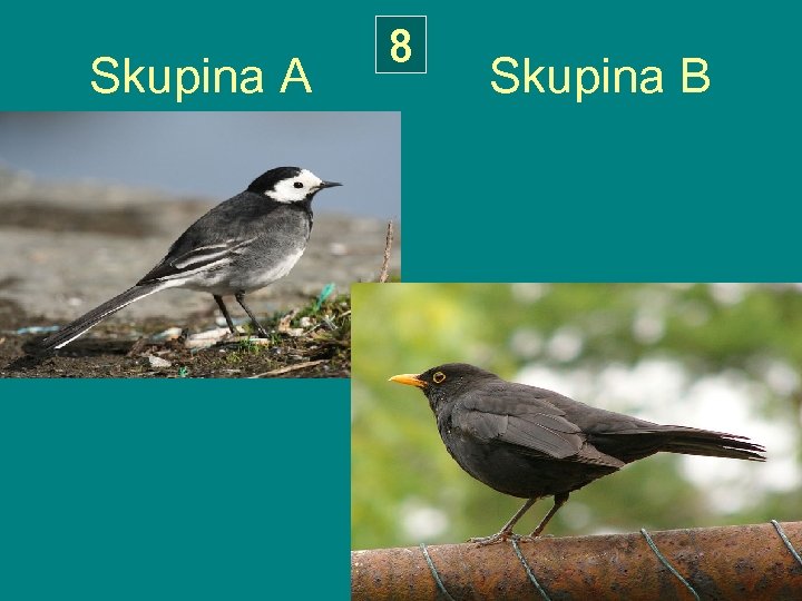 8 Skupina A Skupina B 