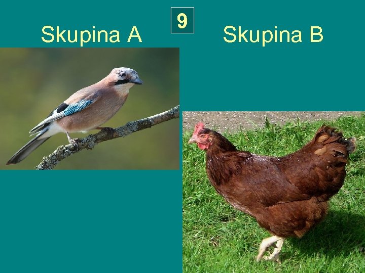 9 Skupina A Skupina B 