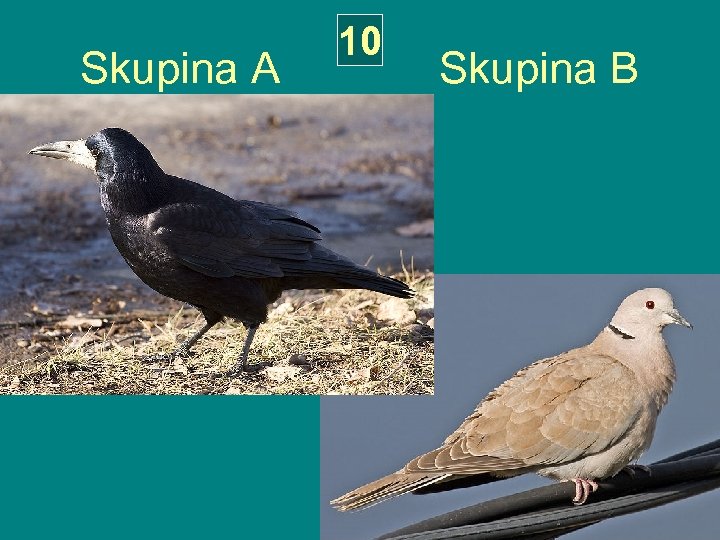 10 Skupina A Skupina B 