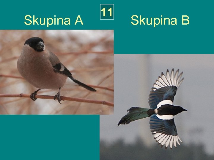 11 Skupina A Skupina B 