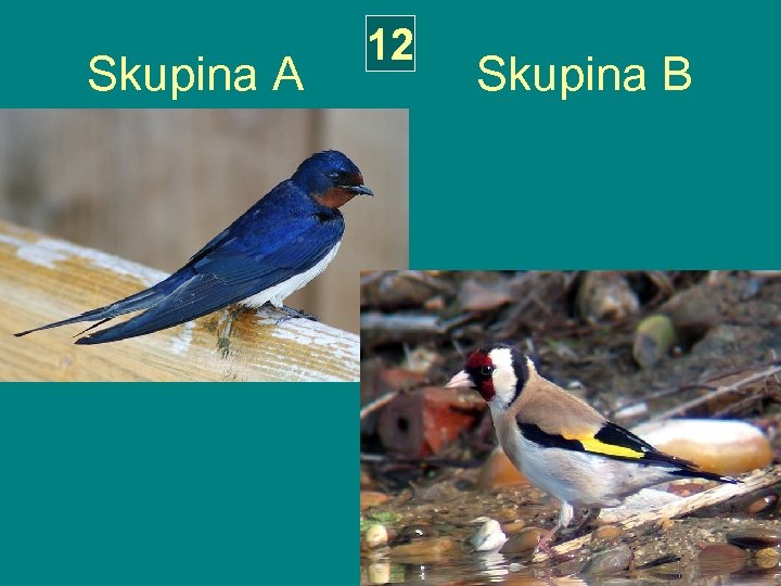 12 Skupina A Skupina B 