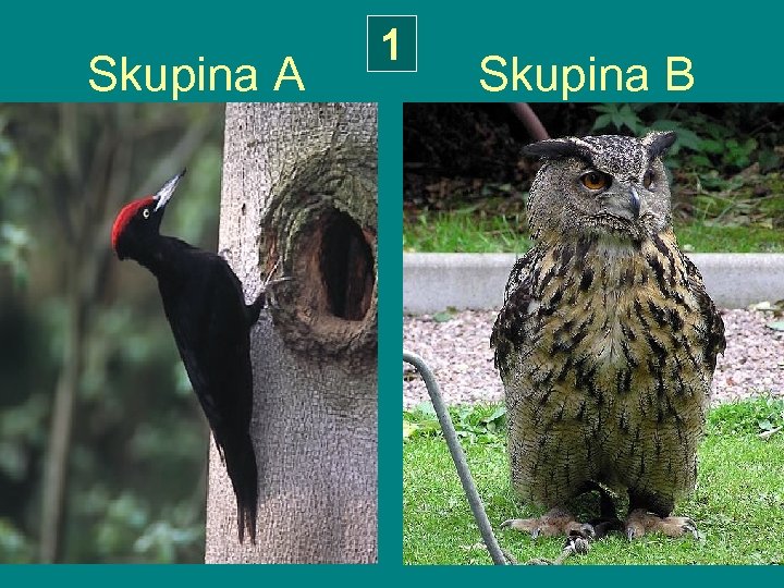 1 Skupina A Skupina B 