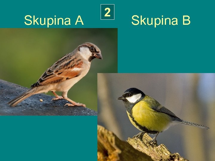 2 Skupina A Skupina B 