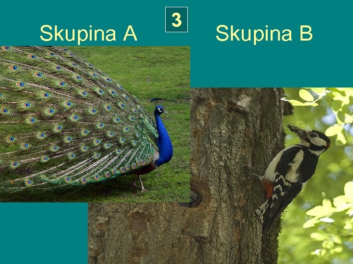 3 Skupina A Skupina B 