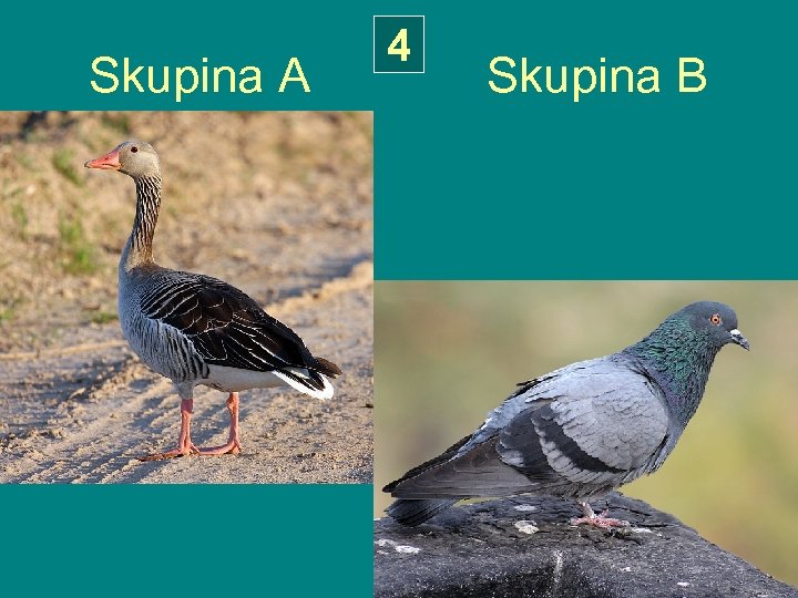 4 Skupina A Skupina B 