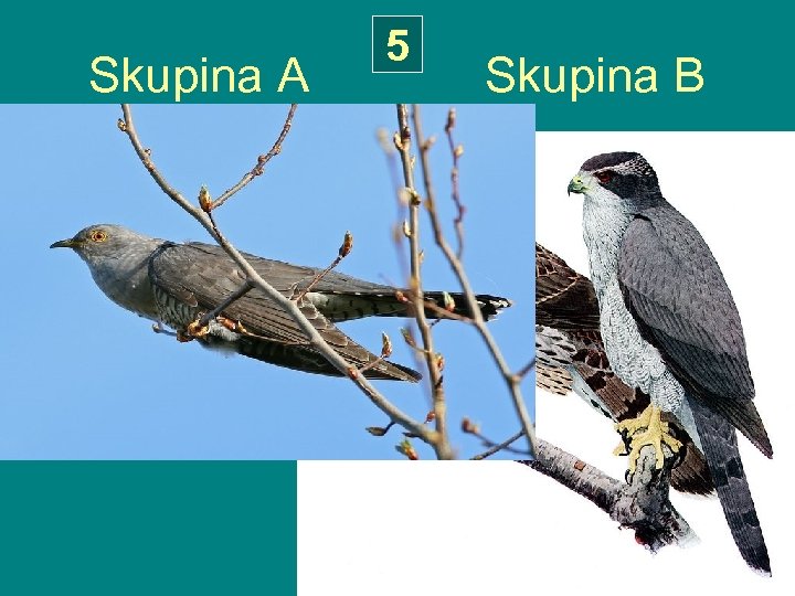 5 Skupina A Skupina B 