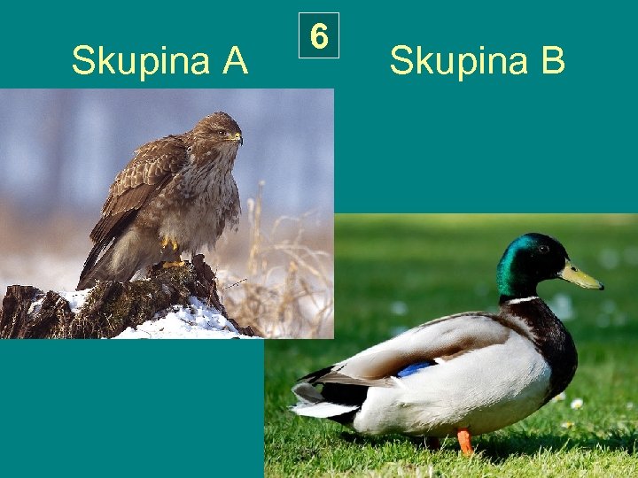 6 Skupina A Skupina B 