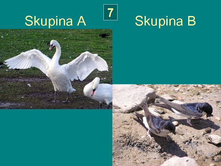 7 Skupina A Skupina B 