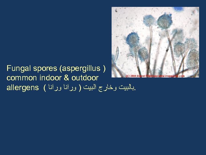 Fungal spores (aspergillus ) common indoor & outdoor allergens ( . ﺑﺎﻟﺒﻴﺖ ﻭﺧﺎﺭﺝ ﺍﻟﺒﻴﺖ
