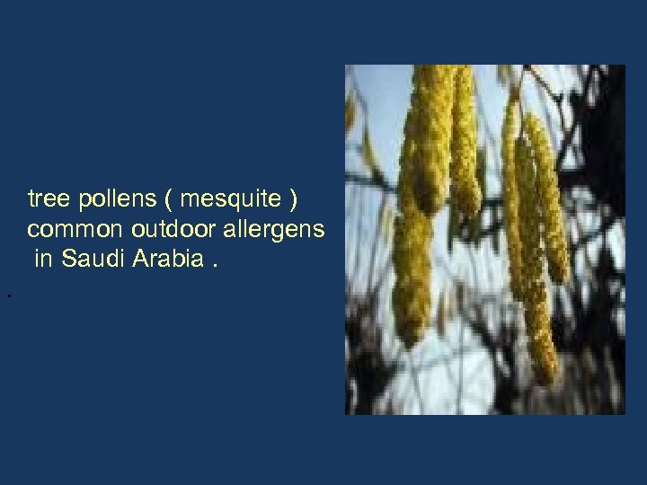 tree pollens ( mesquite ) common outdoor allergens in Saudi Arabia. . 