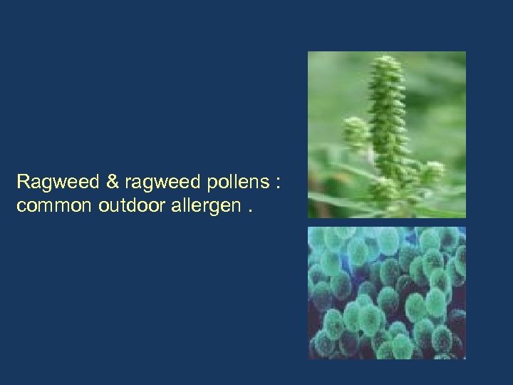 Ragweed & ragweed pollens : common outdoor allergen. 