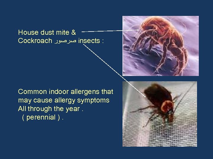 House dust mite & Cockroach ﺻﺮﺻﻮﺭ insects : Common indoor allergens that may cause