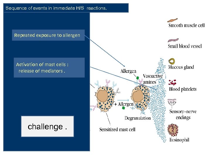 Sequence of events in immediate H/S reactions. Repeated exposure to allergen Activation of mast